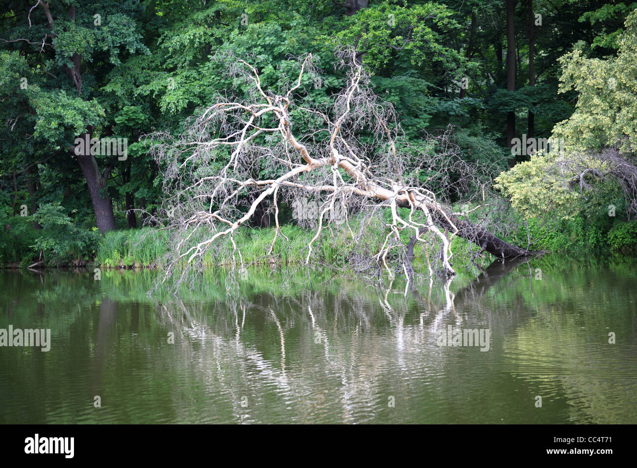 Teich im Herbst Park alte Baum See Stockfoto