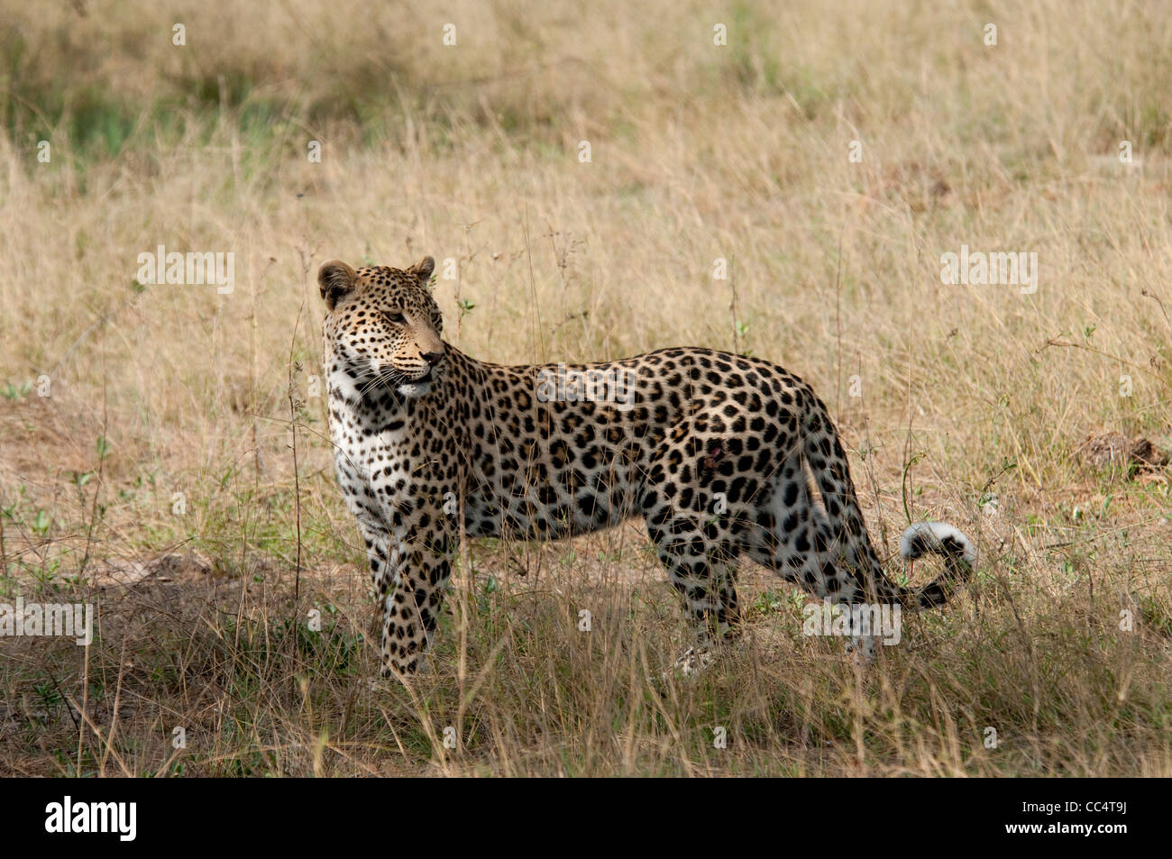 Afrika-Botswana Tuba Baum-Leopard stehend-Wunde auf Hüfte (Panthera Pardus) Stockfoto