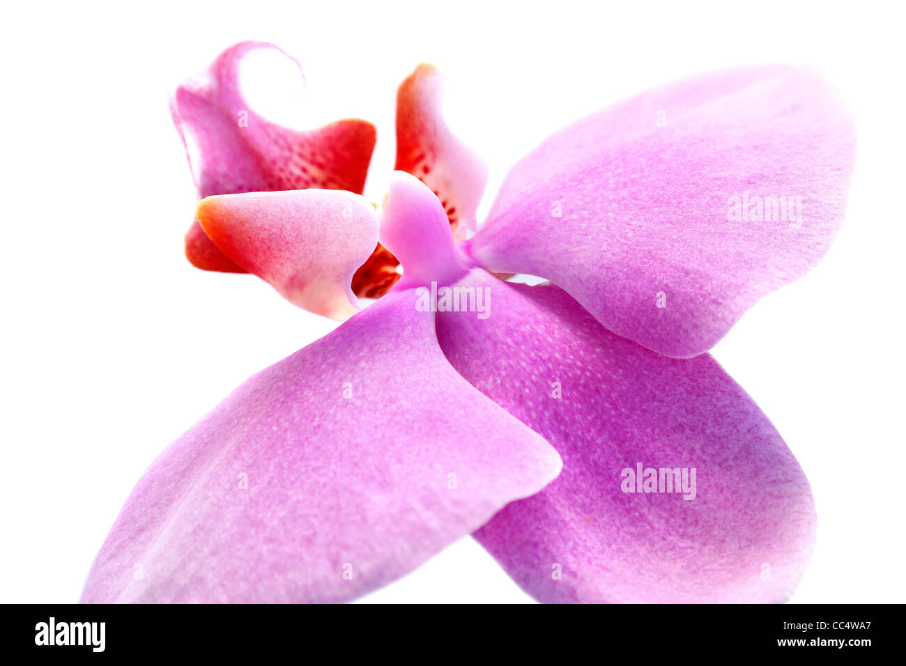 Rosa Orchidee isoliert auf weißem Hintergrund. Stockfoto