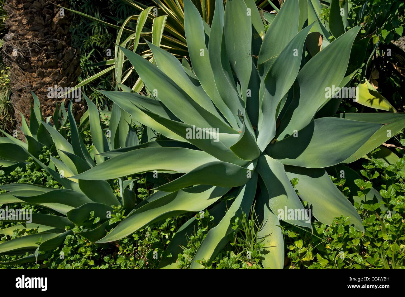 Nahaufnahme der grünen Agave attenuata Plant Madeira Portugal EU Europe Stockfoto