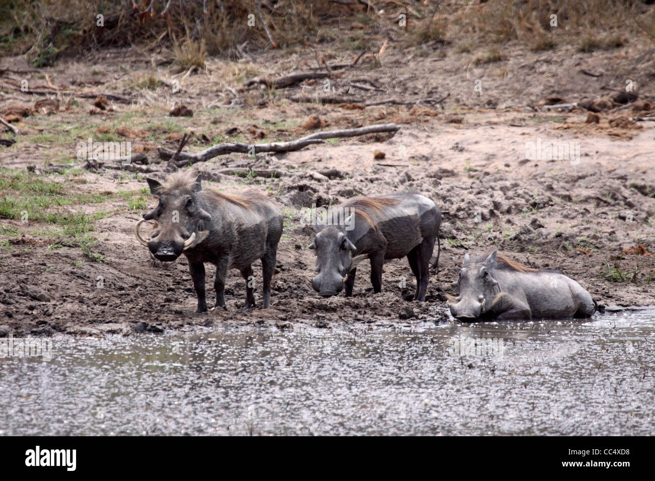 Gemeinsamen Warzenschweine im Schlamm suhlen Stockfoto