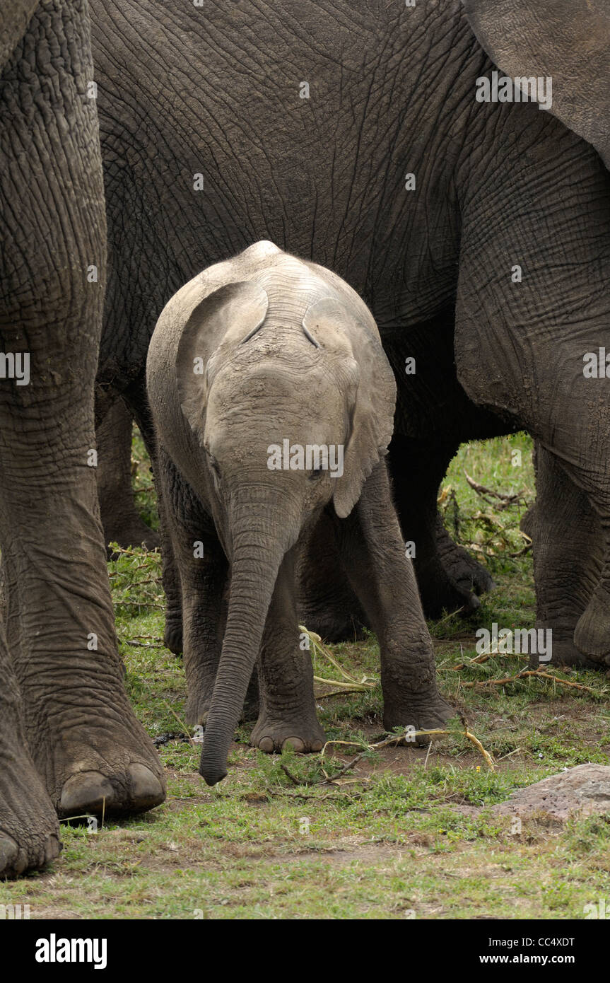 Afrikanischer Elefant (Loxodonta Africana) Baby umgeben von Erwachsenen, Masai Mara, Kenia Stockfoto