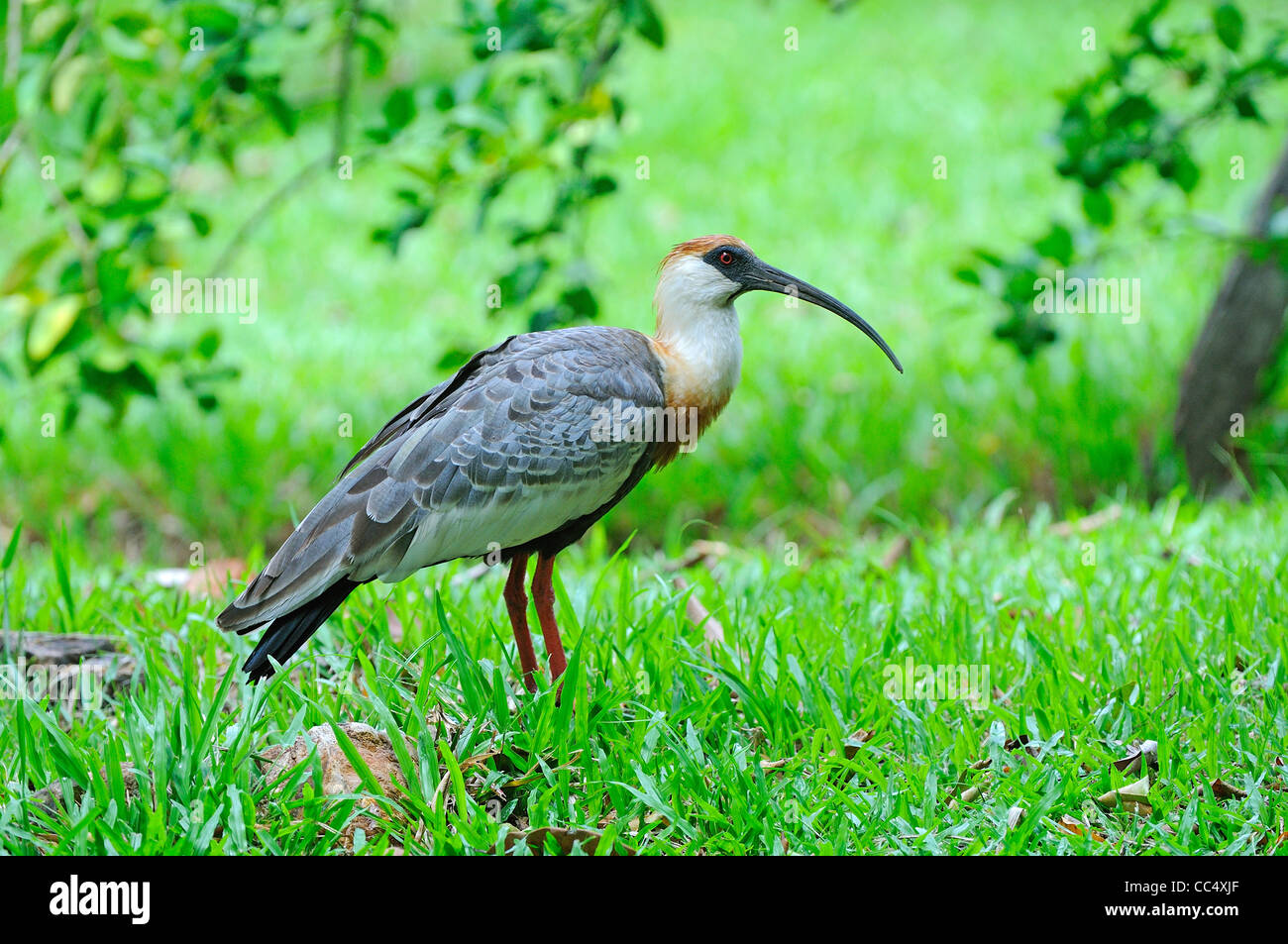 Buff-necked Ibis (Theristicus Caudatus) Erwachsenen stehen auf Boden, Fisch, Guyana Stockfoto