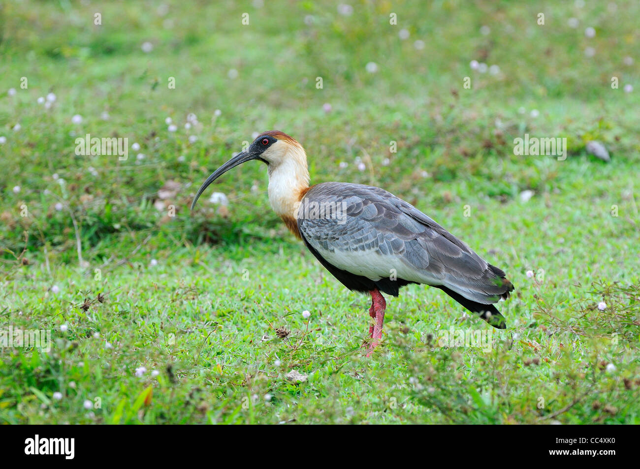 Buff-necked Ibis (Theristicus Caudatus) Erwachsenen auf Boden, Fisch, Guyana Stockfoto