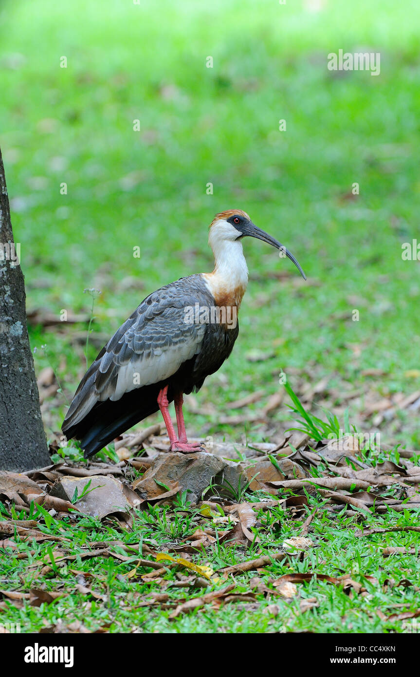 Buff-necked Ibis (Theristicus Caudatus) Erwachsenen stehen auf Boden, Fisch, Guyana Stockfoto