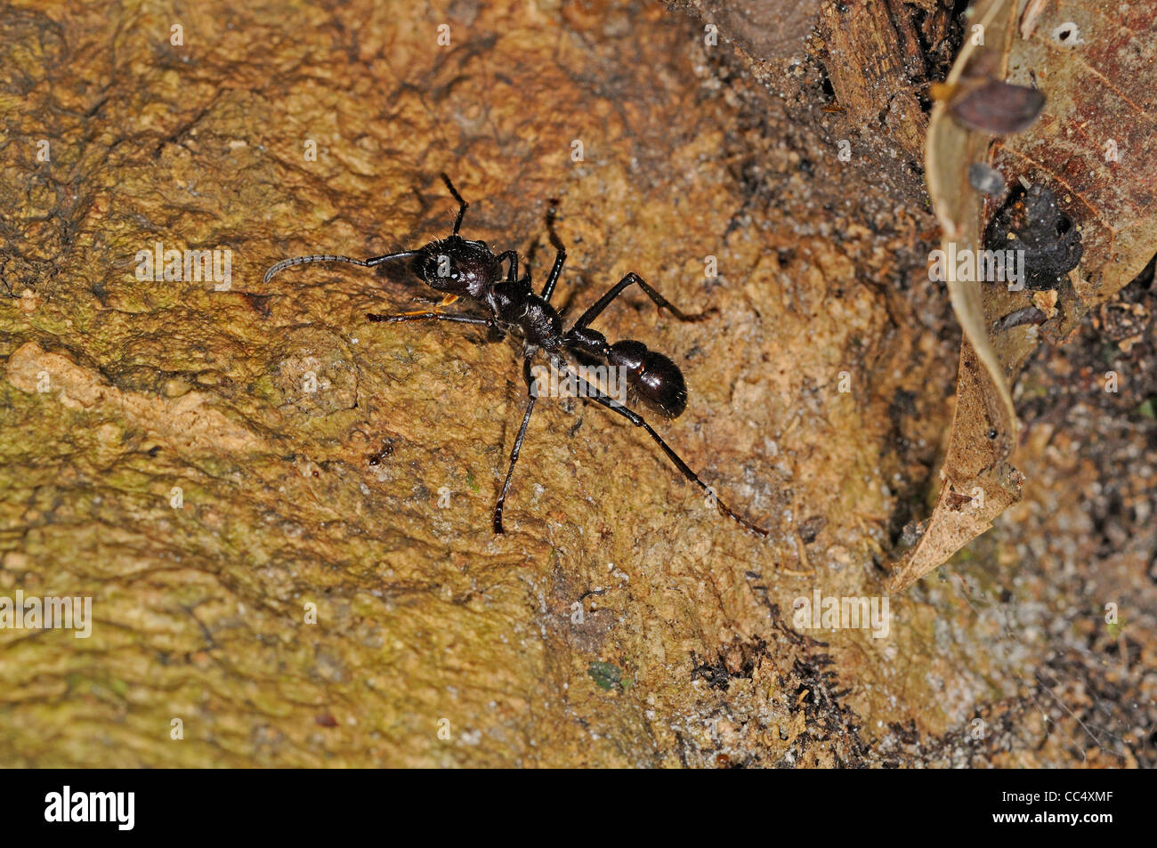 Bullet Ant (Paraponeragroße Clavata) Iwokrama Rainforest, Guyana Stockfoto