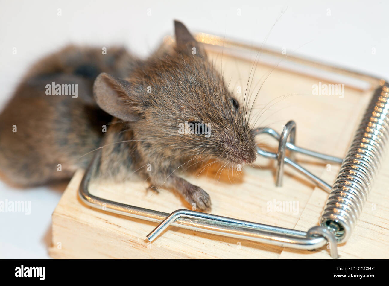 Maus ist in Mausefalle gefangen, Lebendfalle oder Kastenfalle in der Küche  Stock Photo