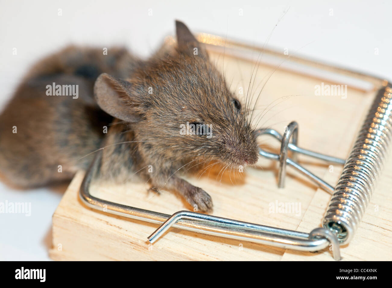 Maus In Mausefalle