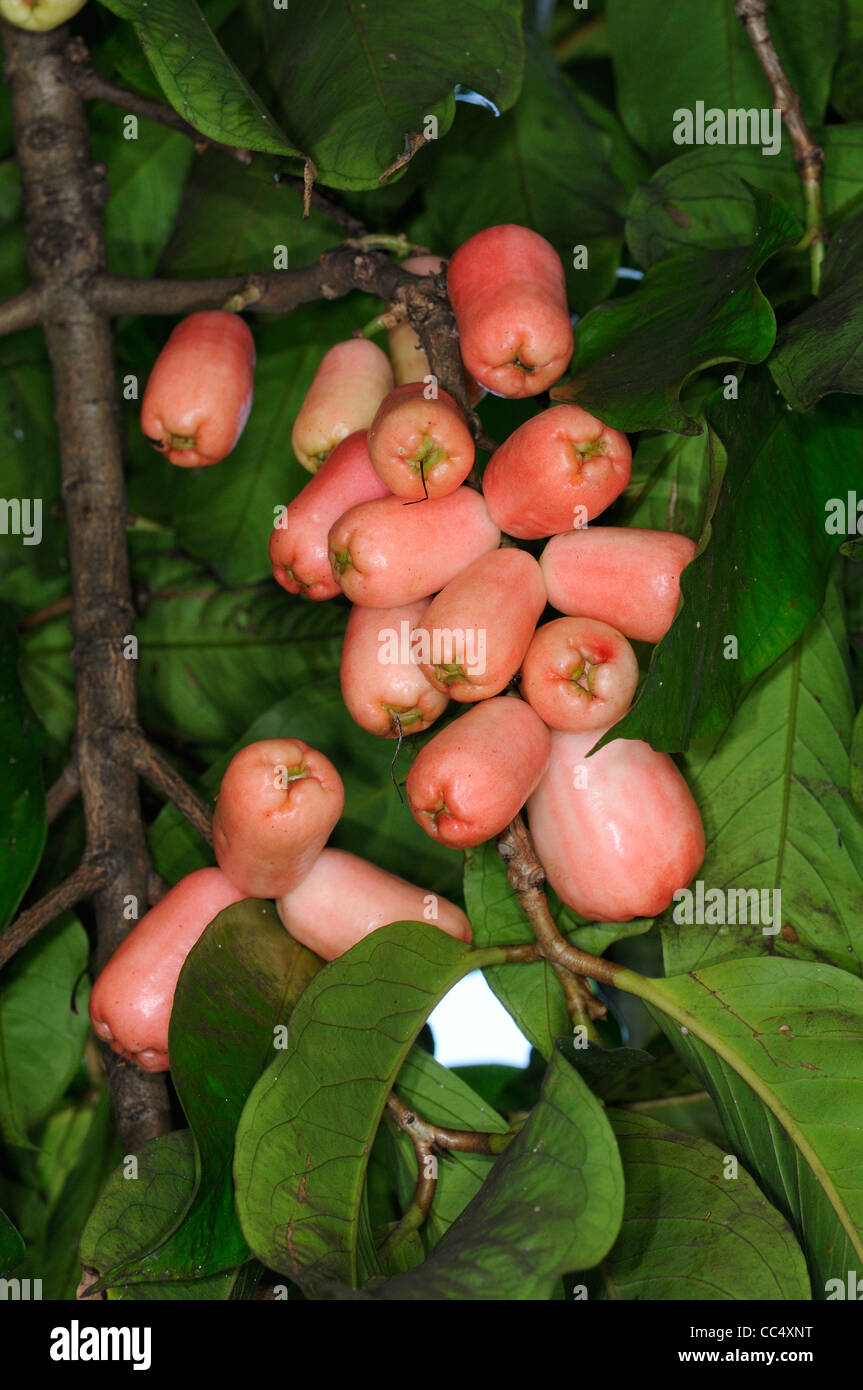 Cashew-Nuss-Baum (Anacardium Occidentale) mit roten Früchten, Trinidad Stockfoto