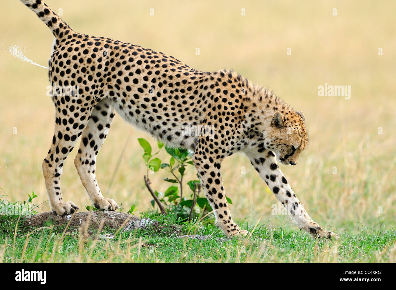 Gepard (Acinonyx Jubatus) männlichen Duft markieren, Spritzen, Masai Mara, Kenia Stockfoto