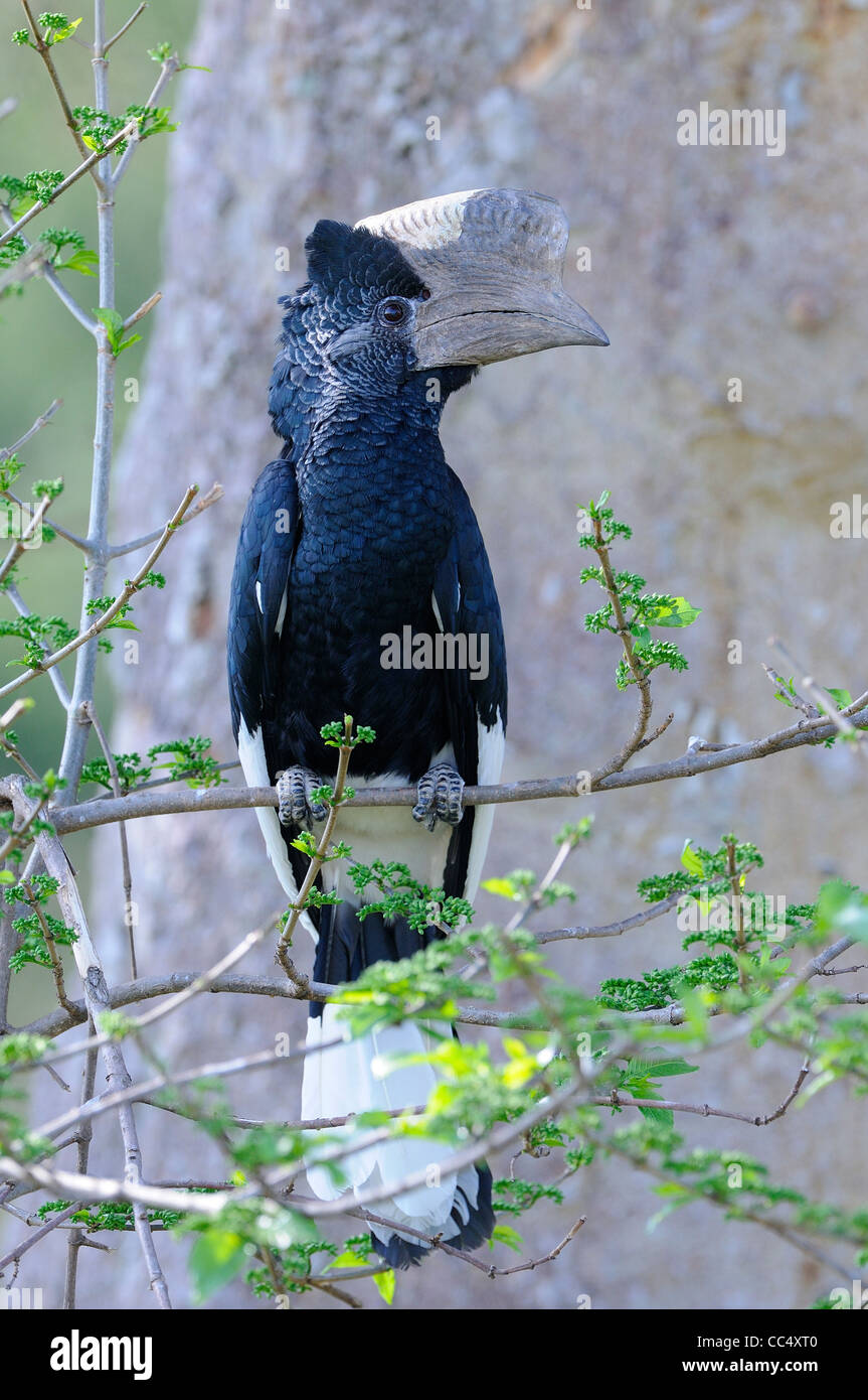 Schwarz und weiß Casqued Hornbill (Bycanistes Subcylindricus) männlichen thront auf Zweig, Masai Mara, Kenia Stockfoto