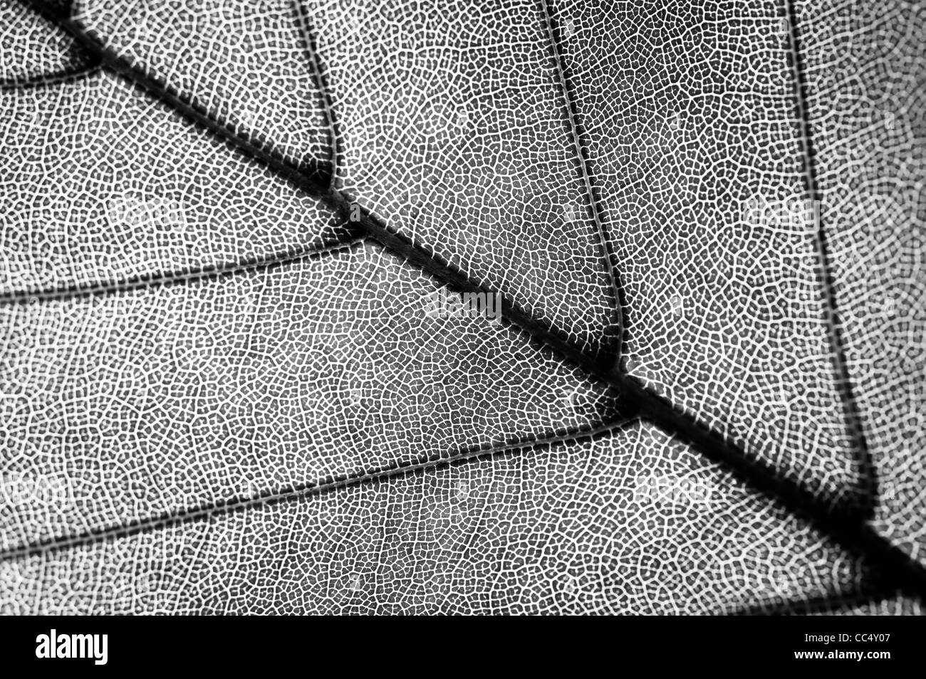 Detail der Blatt-Textur in schwarz / weiß Stockfoto