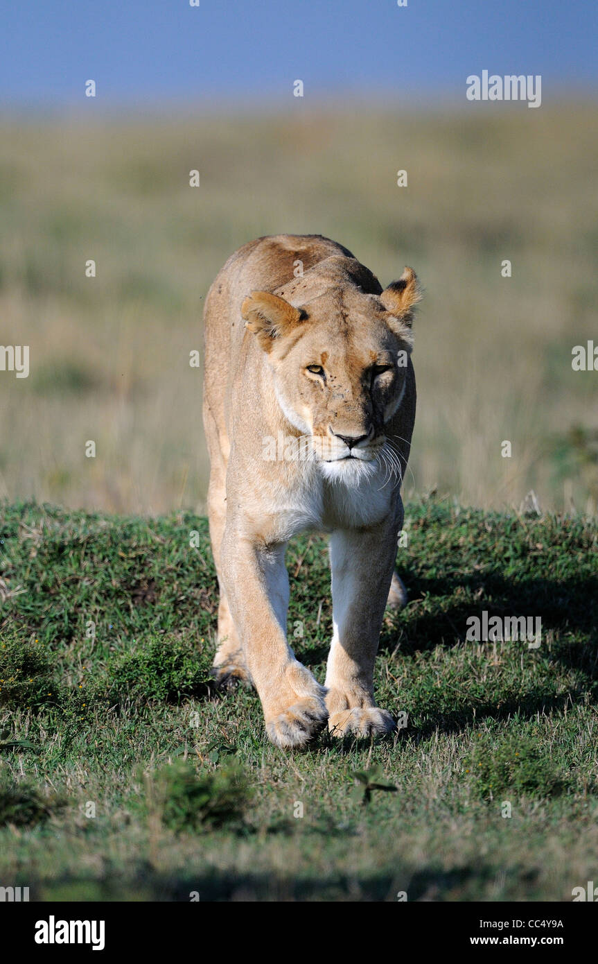 Löwe (Panthera Leo) weibliche Löwin Wandern, Masai Mara, Kenia Stockfoto