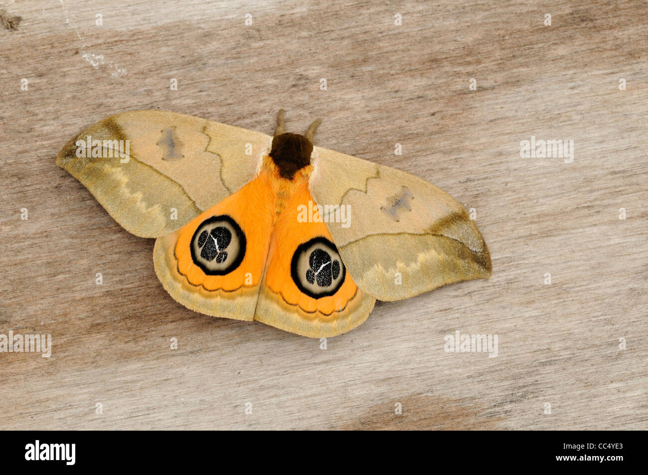 Bullseye Moth (Automeris Liberia) im Ruhezustand auf Holz, Trinidad Stockfoto