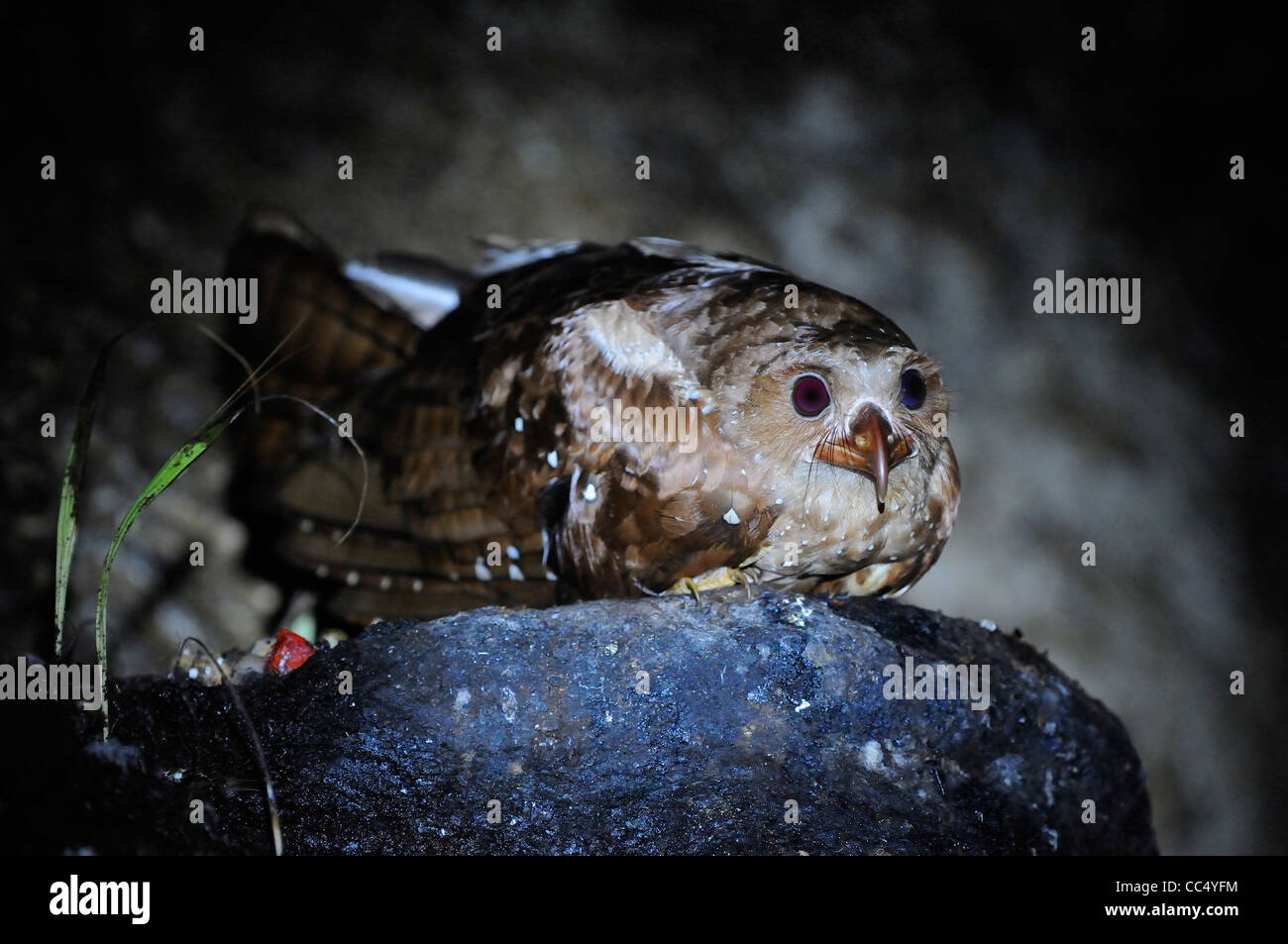 Fettschwalm (Steatornis Caripensis) saß auf Nest, Aripo Höhlen