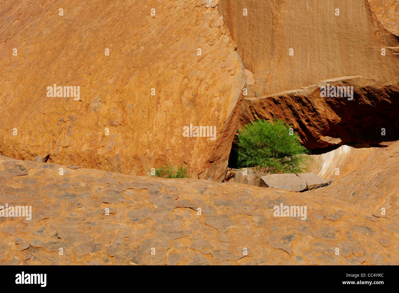 Ayers Rock, Nahaufnahme von Pflanzen in Riss in Ulurus Felsformation Uluru-Kata Tjuta National Park, Northern Territory, Stockfoto