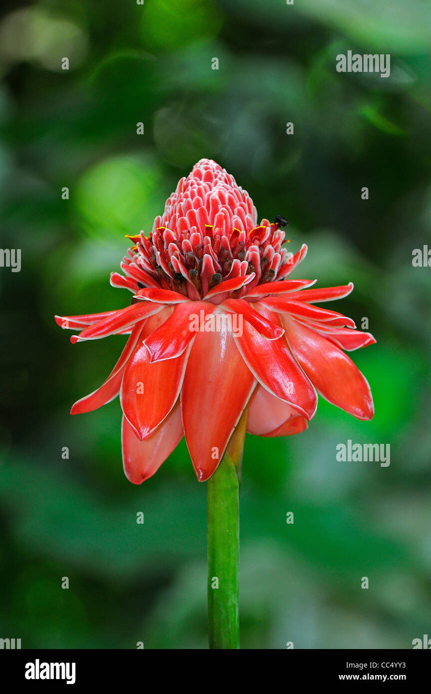 Fackel-Ingwer (Etlingera Elatior) Blütenstand, Trinidad Stockfoto