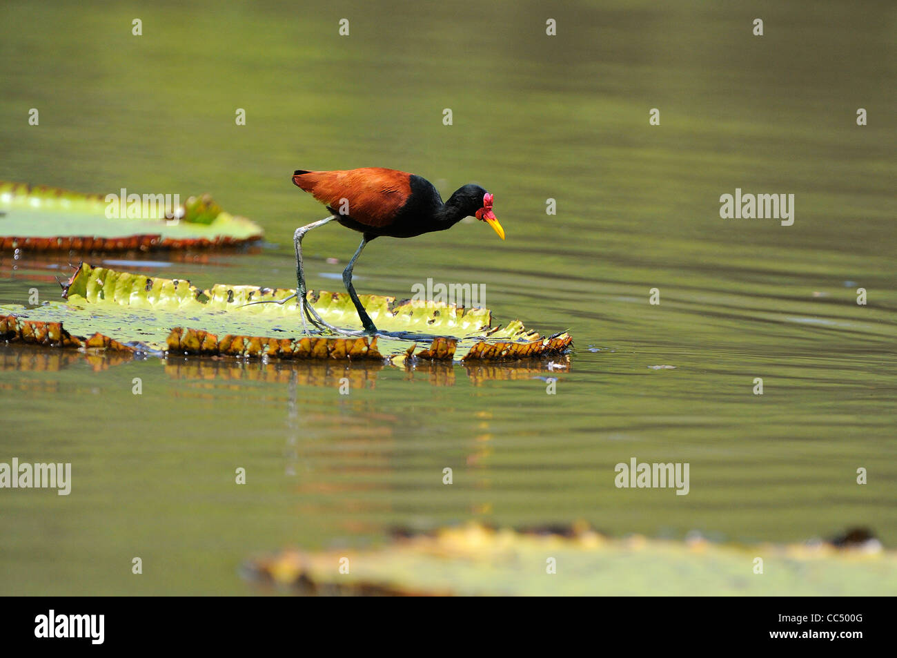 Wattled Blatthühnchen (Jacana Jacana) zu Fuß auf riesige Seerose Blatt, Fisch, Guyana Stockfoto