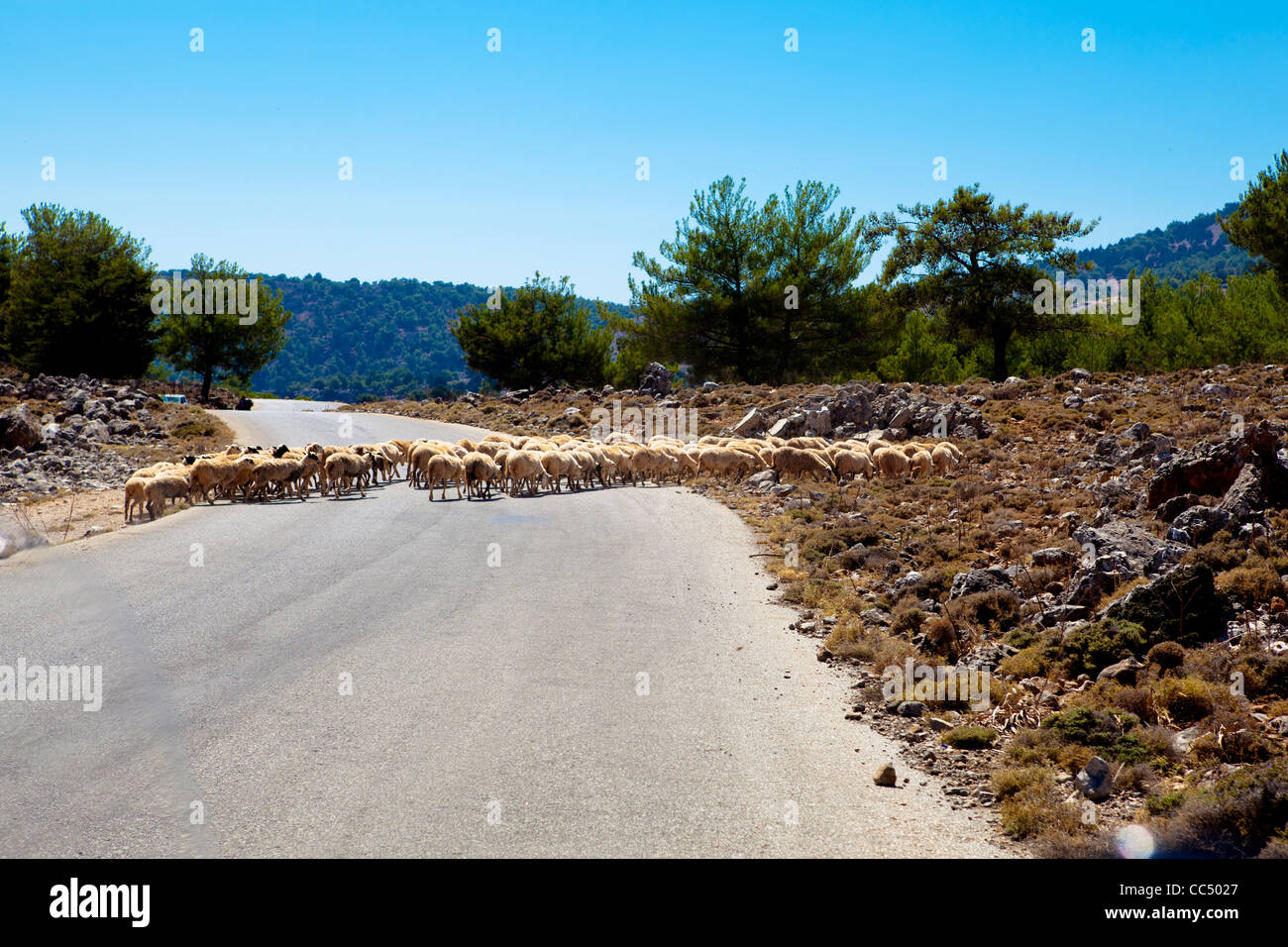 Ziegen auf Kreta eine öffentliche Straße überqueren. Stockfoto