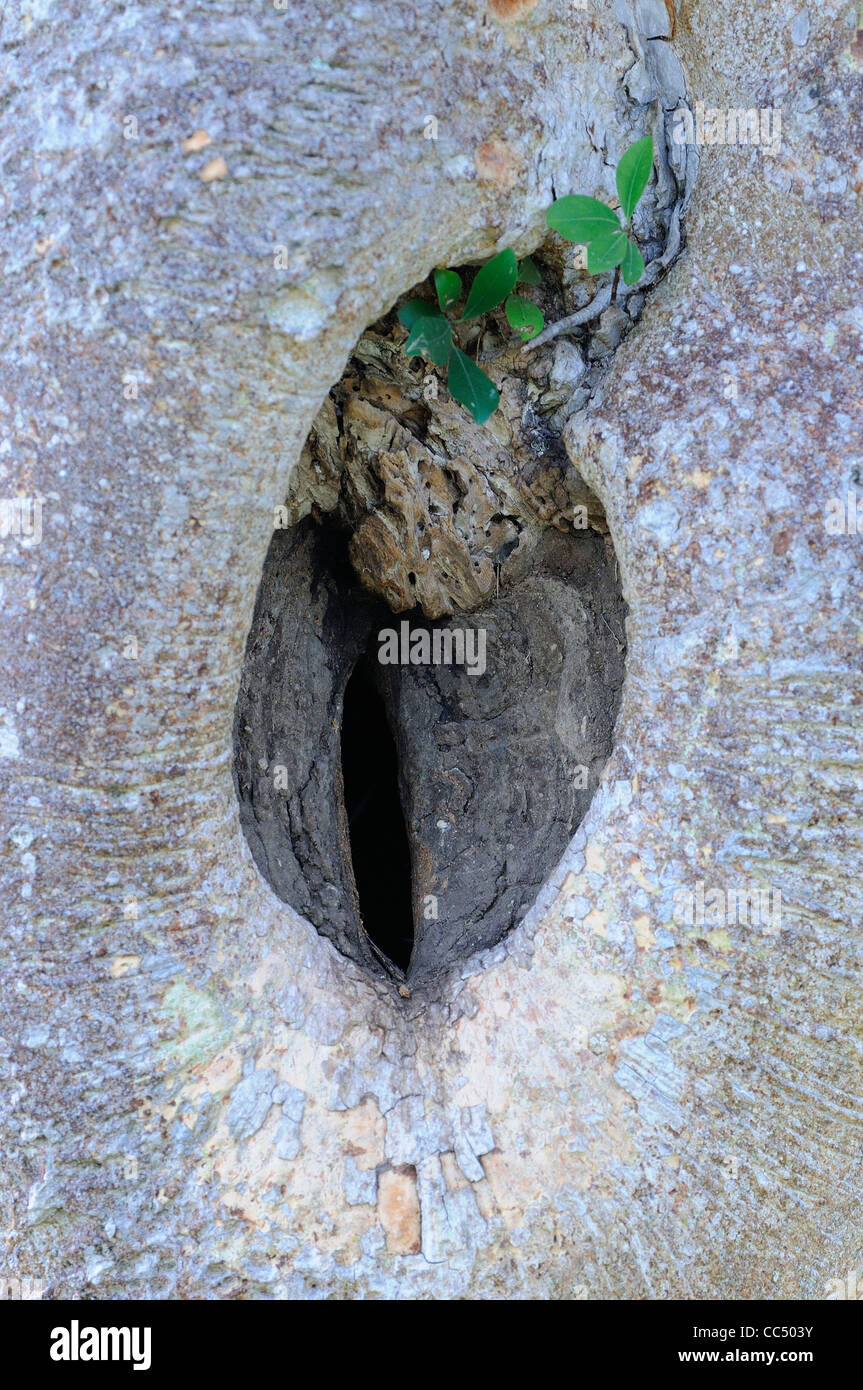 Nisten Sie Loch des White-casqued Hornbill, mit weiblichen inneren Stockfoto