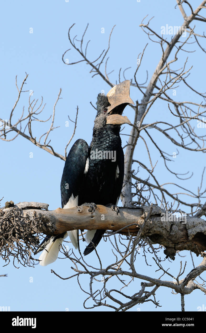 Schwarz und weiß Casqued Hornbill (Bycanistes Subcylindricus) männlichen thront auf Zweig, aufrufen, Masai Mara, Kenia Stockfoto