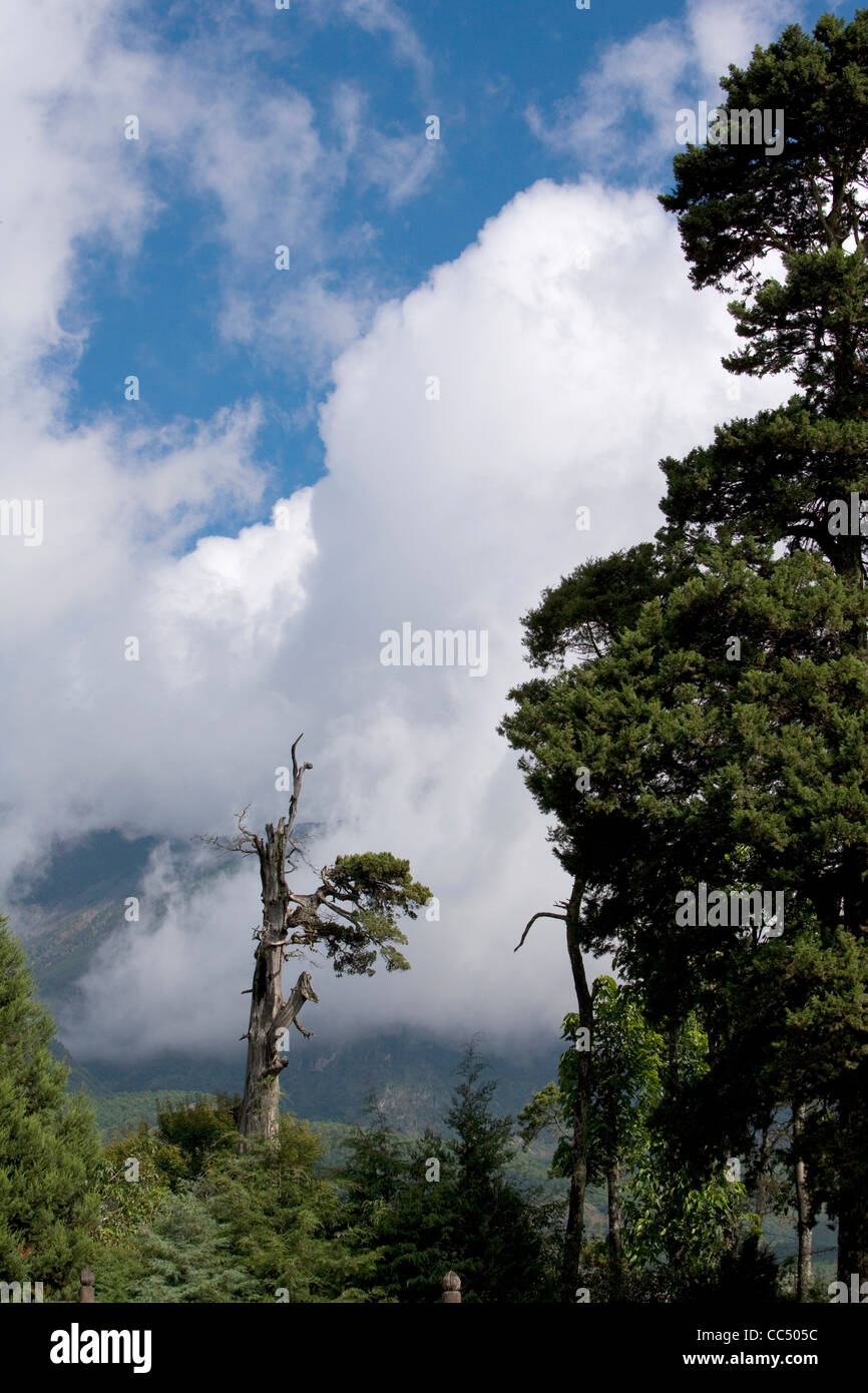 Pinien, Tianshan-Gebirge, Xingjiang Uiguren Antonomous Region, China Stockfoto