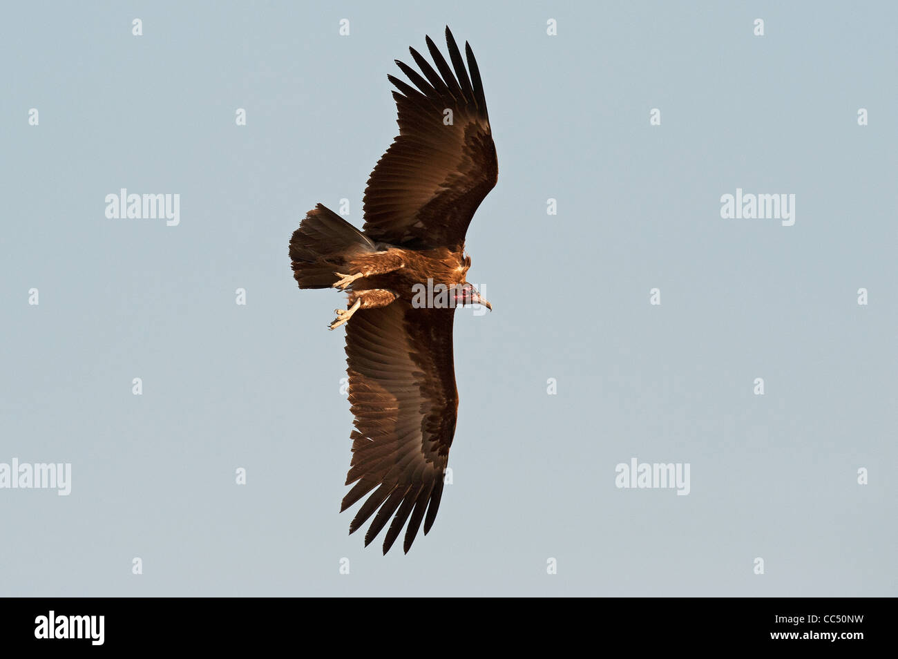 Mit Kapuze Geier über südafrikanische Savanne Stockfoto