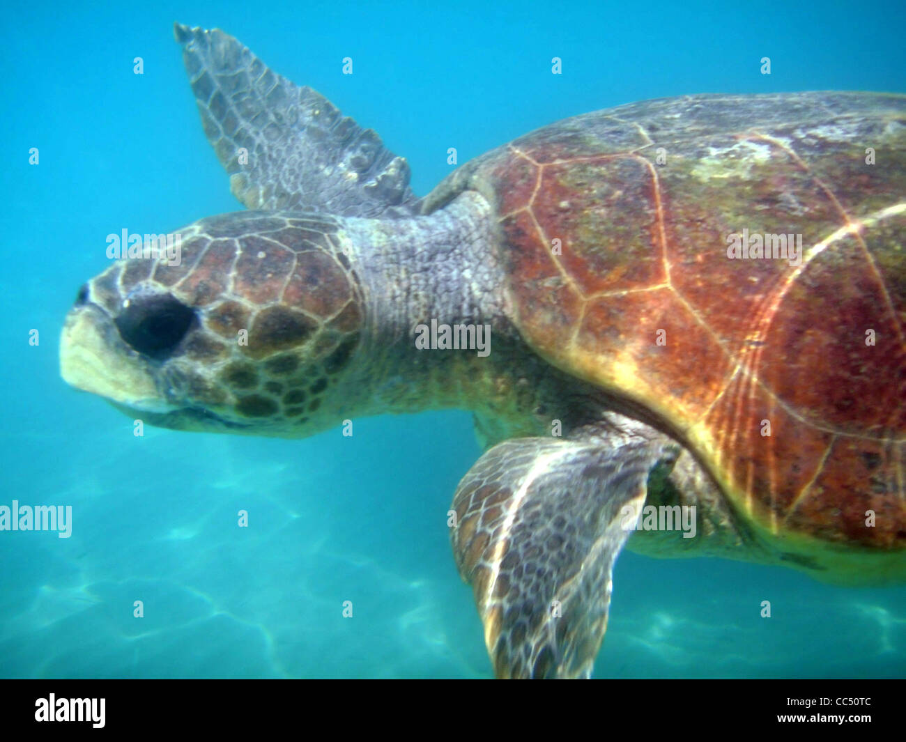 Riesenschildkröte Stockfoto
