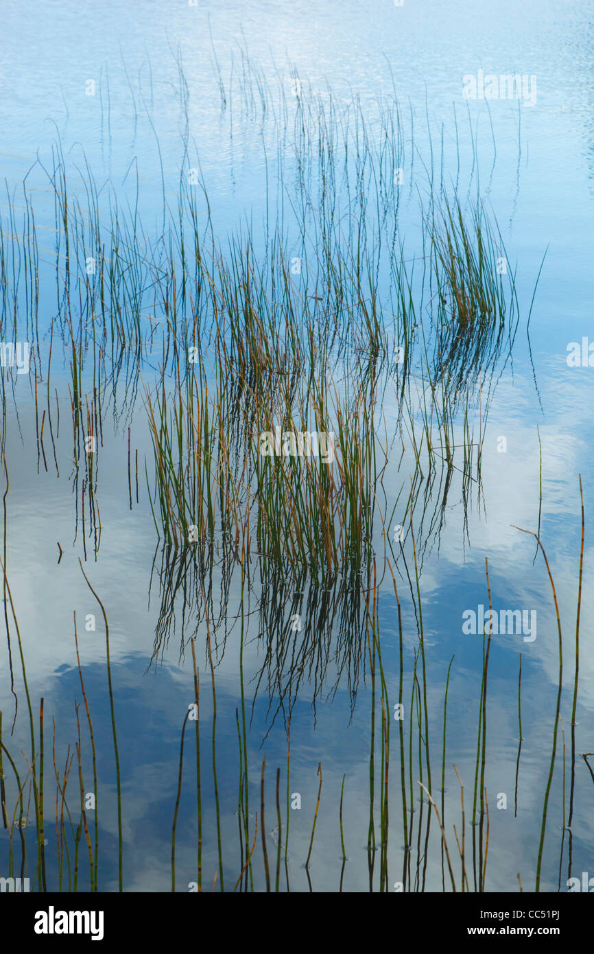 Schilf in Gougane Barra Lake in Gougane Barra Forest Park, Grafschaft-Korken, Irland. Stockfoto