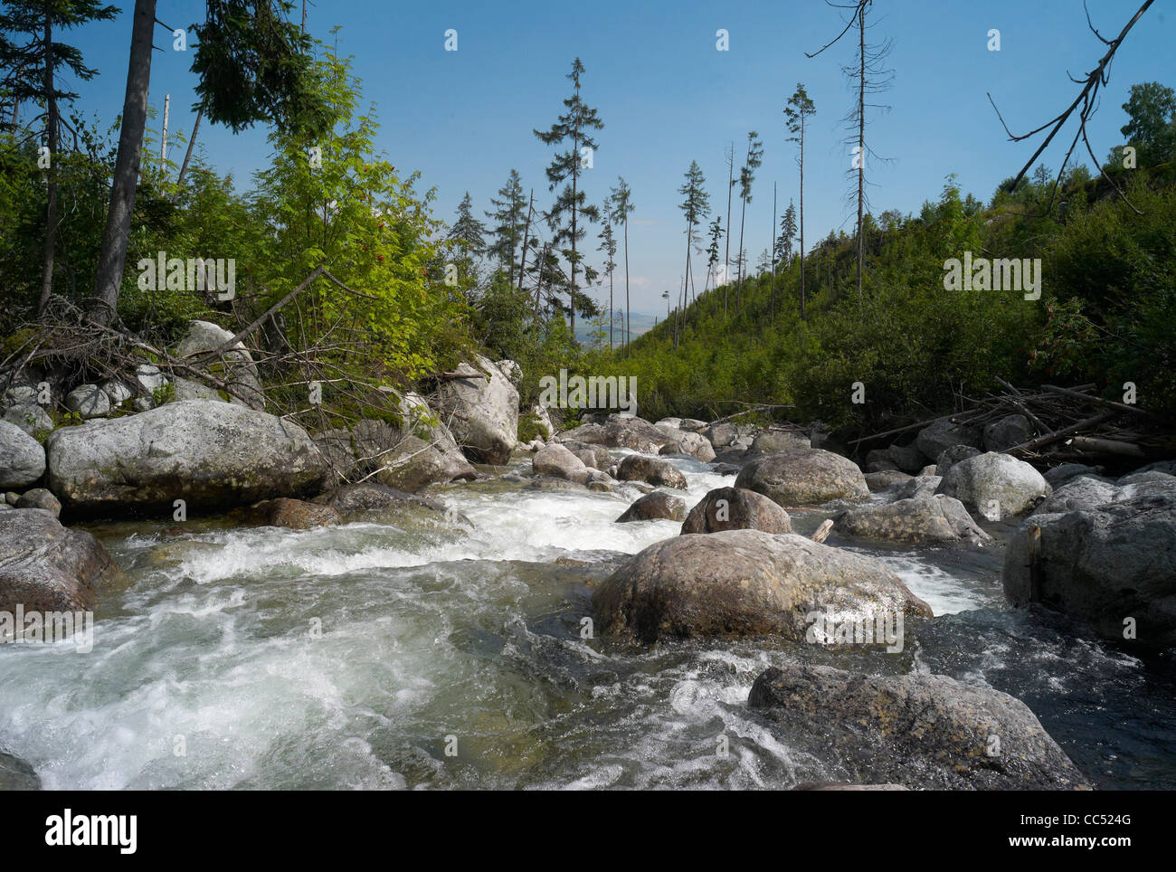 Fluss im Tal Studeny Potok in der hohen Tatra Vysoke Tatry Berge Slowakei Stockfoto