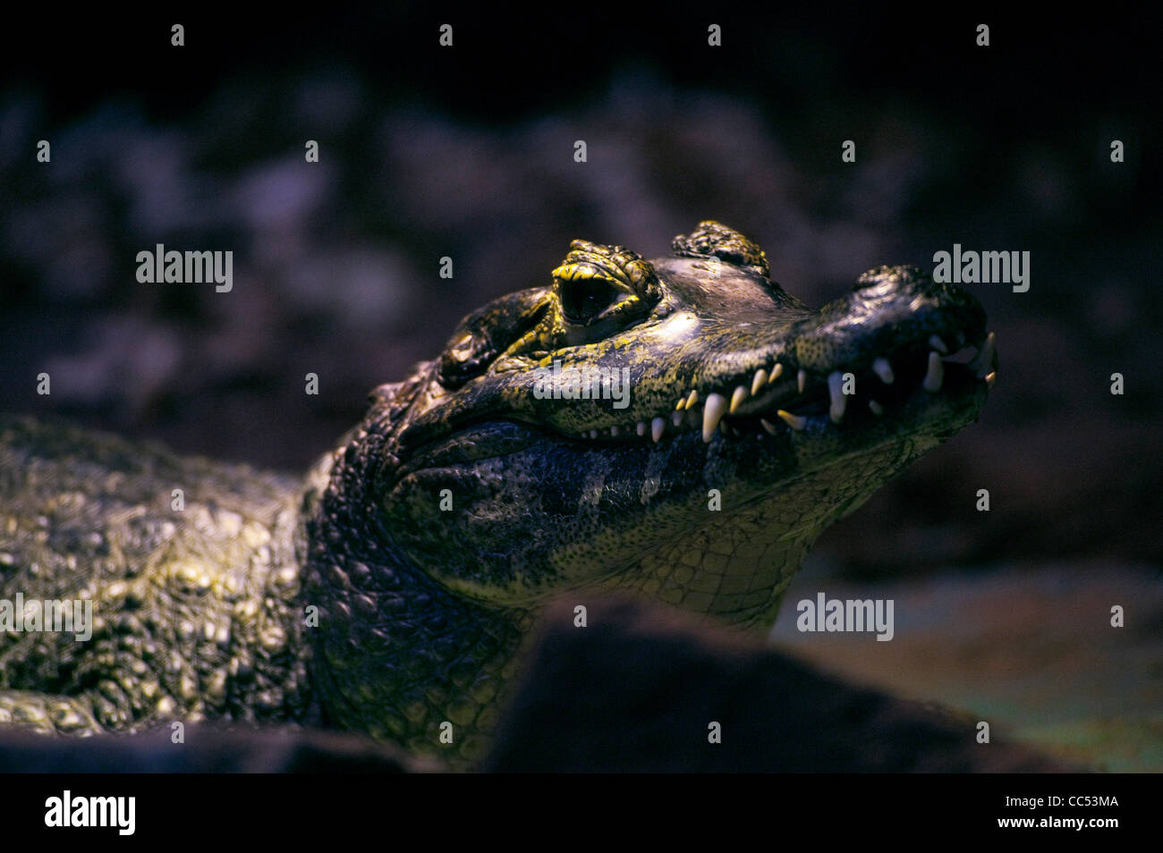 Yacare Kaiman (Caiman Crocodilus Yacare) Stockfoto