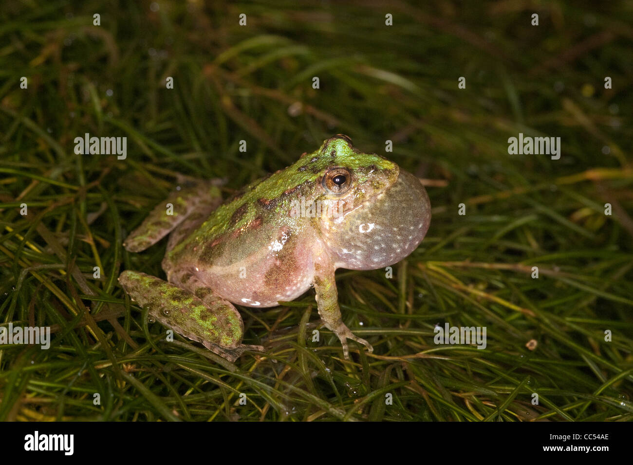 Blanchards Cricket Frosch Acris Crepitans Blanchardi Flat Creek, Barry County, Missouri, Vereinigte Staaten von Amerika Stockfoto