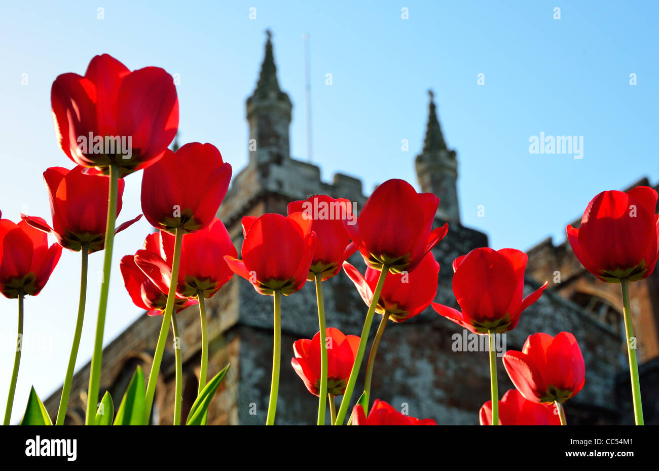 Rote Tulpen mit Crediton Kirche im Hintergrund Stockfoto