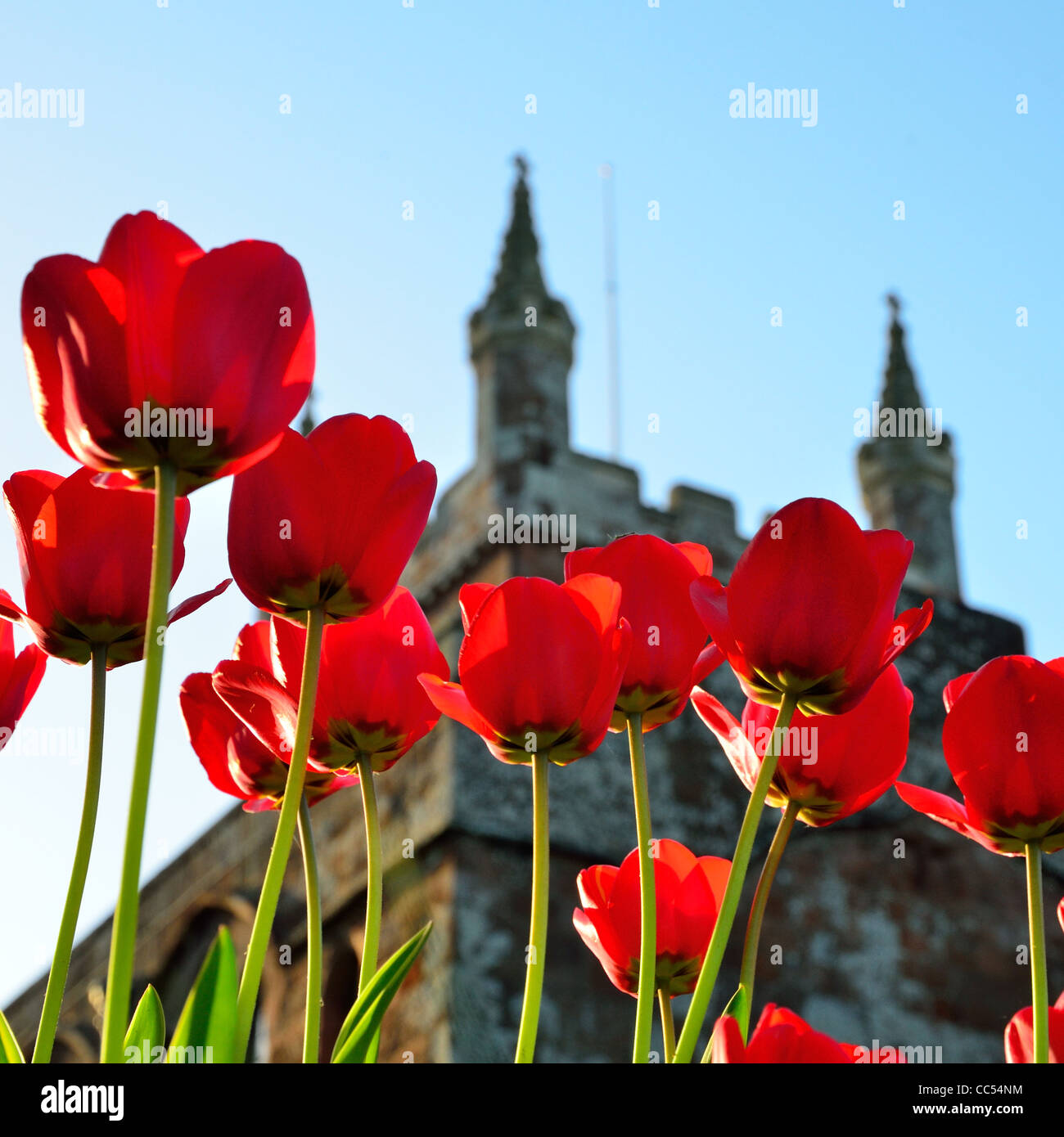 Rote Tulpe Blumen mit Crediton Kirchturm im Hintergrund Stockfoto