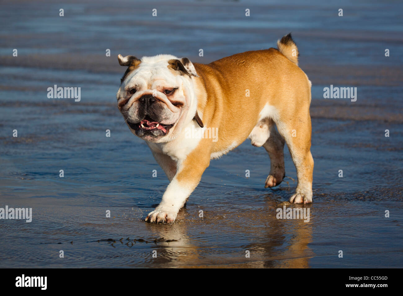 Britische Bulldogge; am Strand; Cornwall; UK Stockfoto
