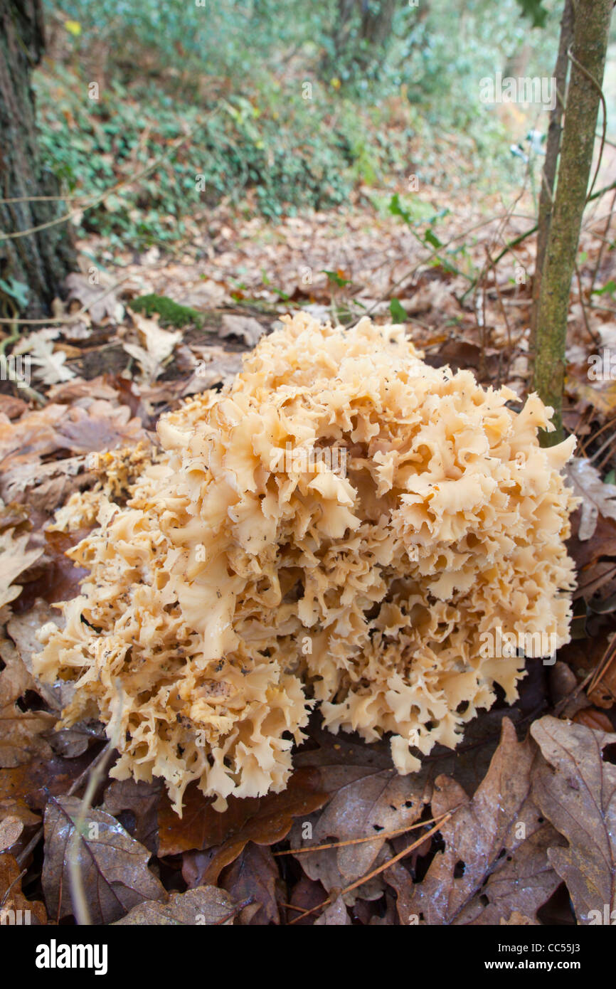 Blumenkohl-Pilz; Sparassis Crispa; Wald; Cornwall; UK Stockfoto
