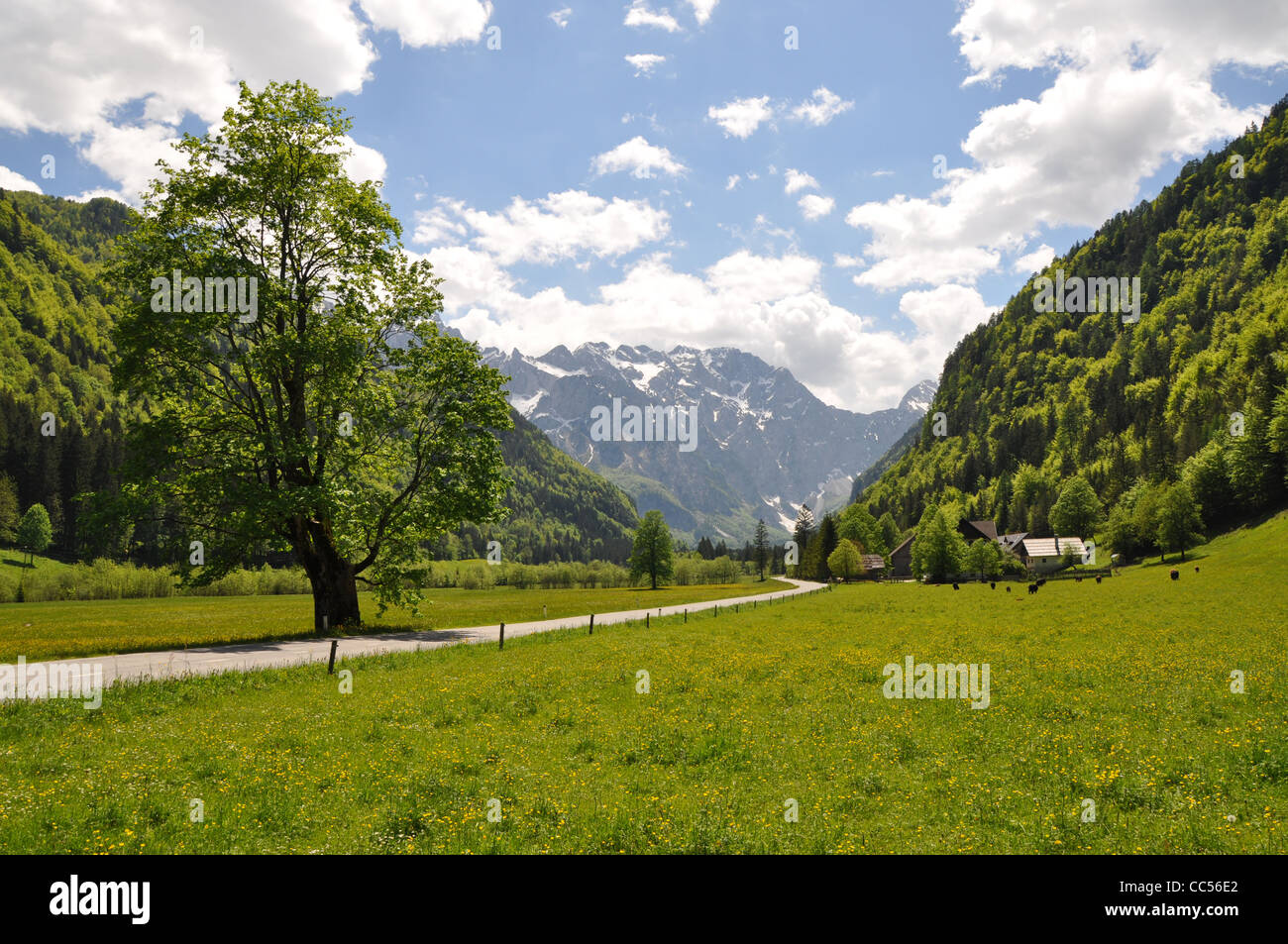 Logarska Dolina, Fluss, Slowenien, Brücke, Wasserfall Stockfoto