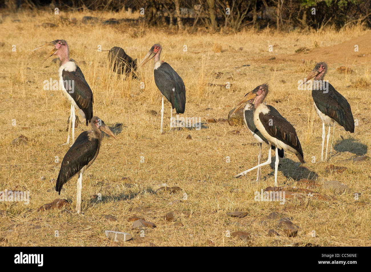 Marabu Störche nach der Fütterung ruhen Stockfoto
