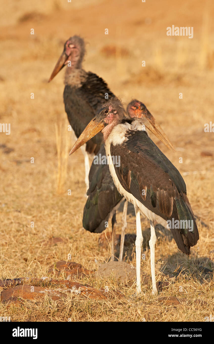 Marabu Störche nach der Fütterung ruhen Stockfoto