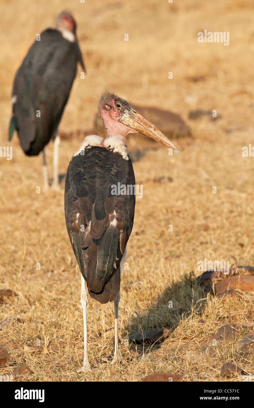 Marabu Störche nach der Fütterung ruhen Stockfoto
