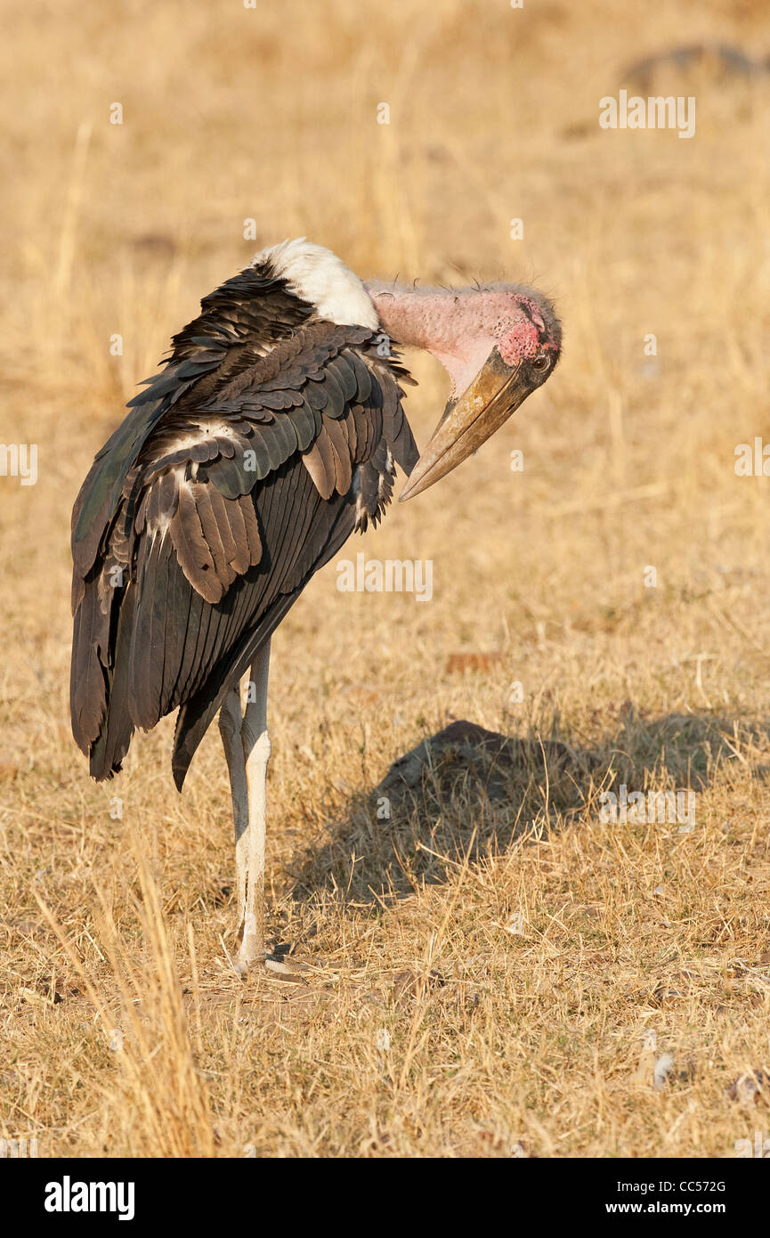 Pflege nach der Fütterung Marabou Storch Stockfoto