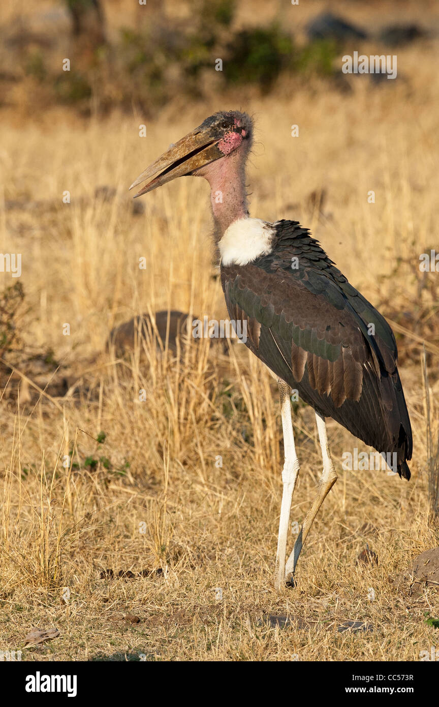 Marabou Storch zu Fuß nach der Fütterung Stockfoto