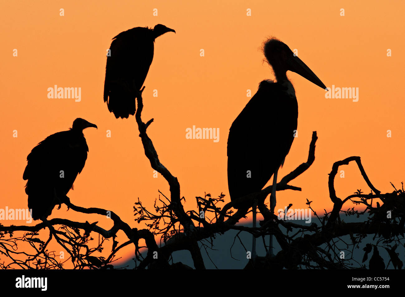 Silhouette des Marabou Storch und Weißrückenspecht Geier Stockfoto
