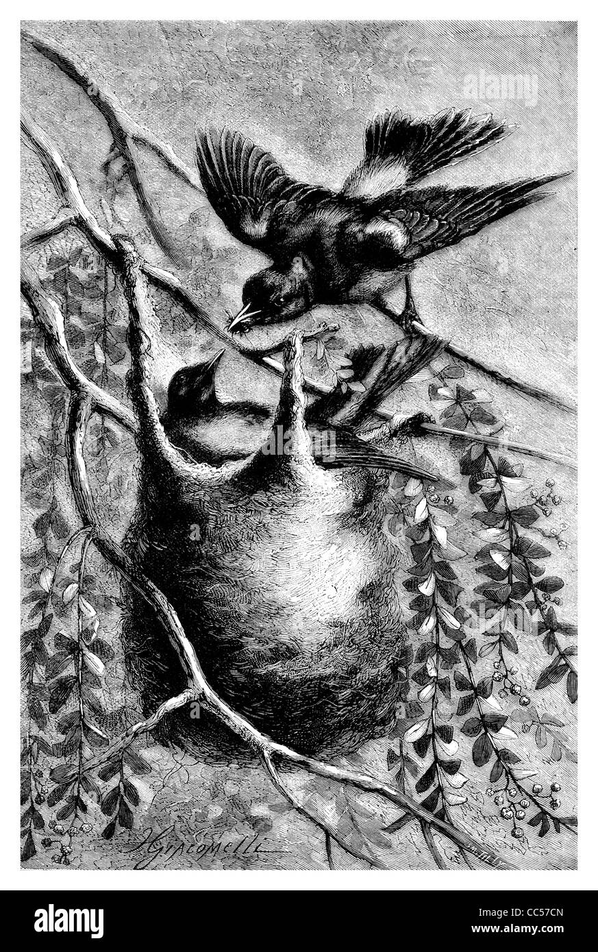 Baltimore Oriole Ikterus Galbula Icterid Amsel Nest nisten Vogel Aves Lebensraum Küken Spitzen Rechnung Barsch Fütterung füttern Maryland Stockfoto