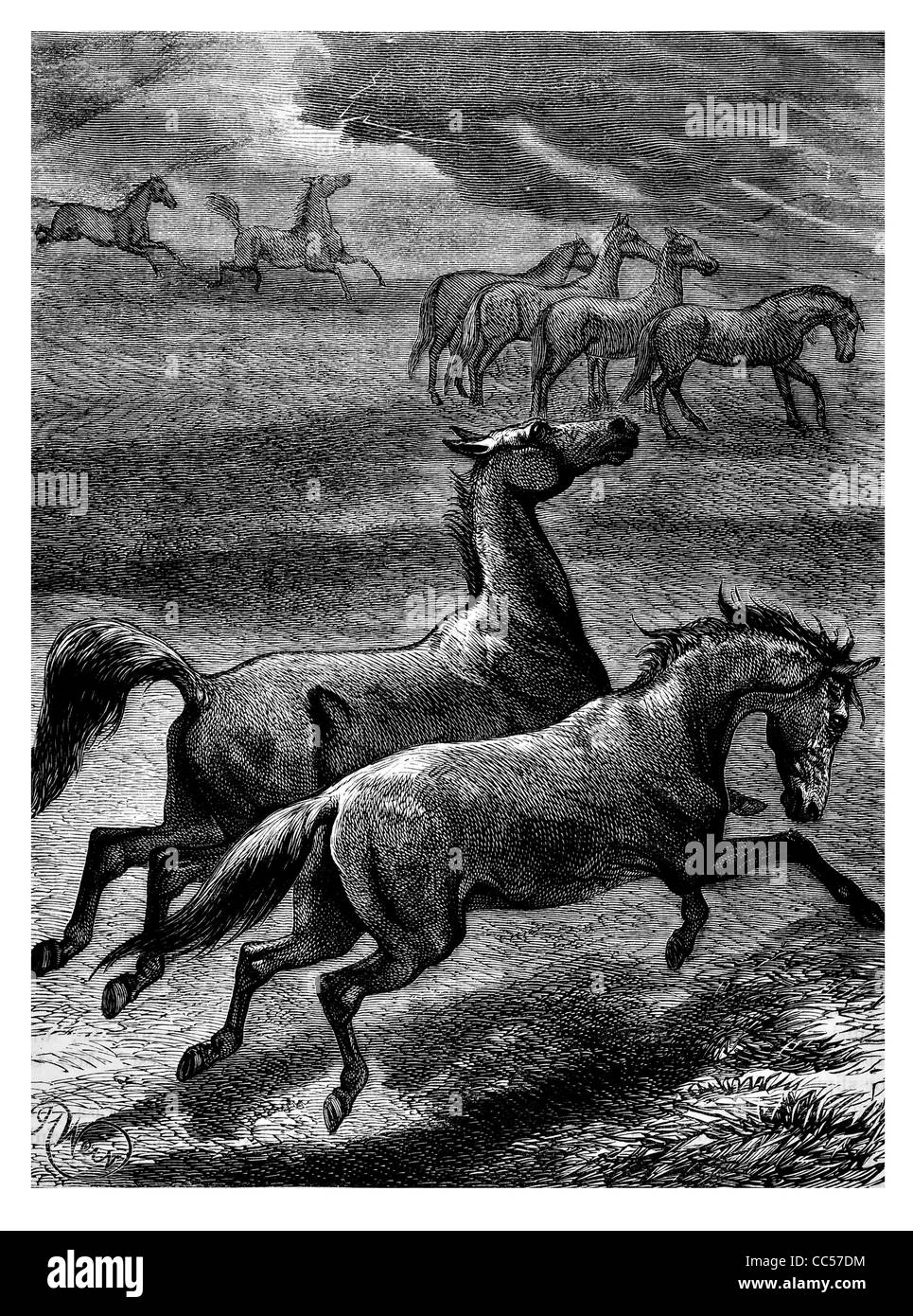 Kavallerie Pferd Krieger Reiter Reiter Trooper militärische Tier Frontlinie Natur wild Lebensraum Galopp reiten Fahrt Feld Stockfoto