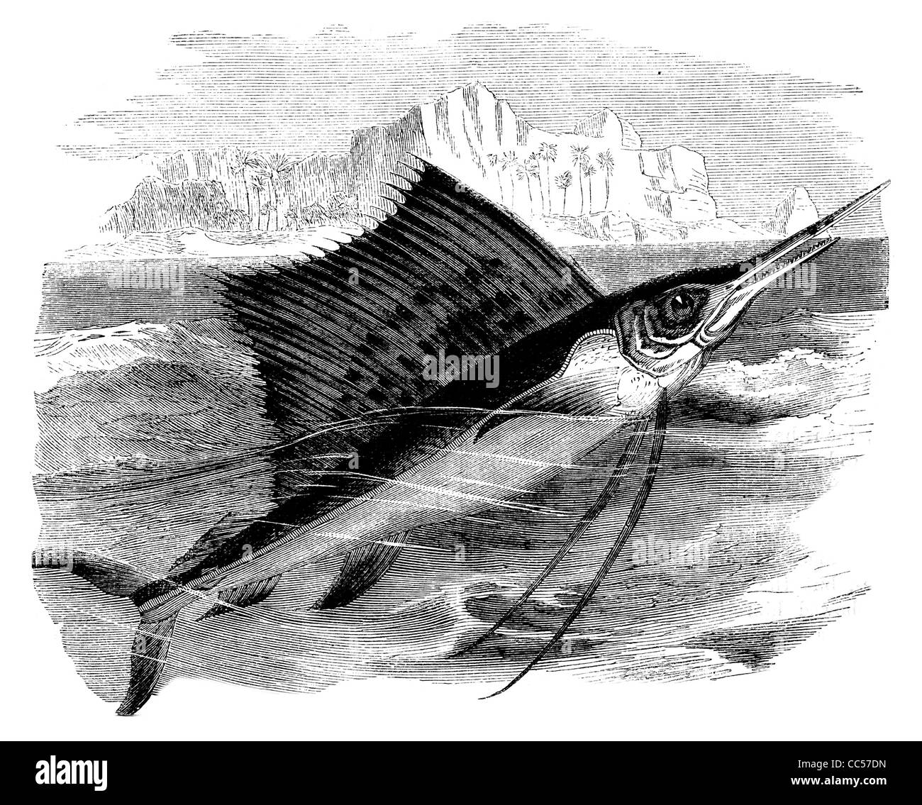 Schwertfisch Schwertfisch Xiphias Gladius Broadbill Räuber Beute Sport fettige Lebensmittel Fischen gefischt Steak Gill Natur Tierwelt wild Stockfoto