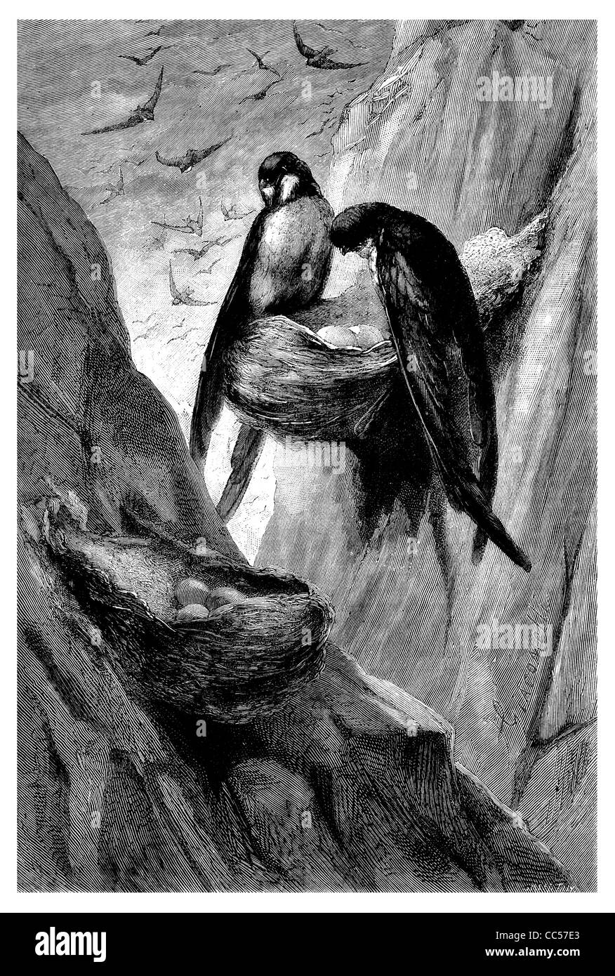 Salangane Collocalia Troglodytes einheitliche Swiftlet Stockfoto Salangane Collocalia Troglodytes einheitliche Swiftlet Stockfoto