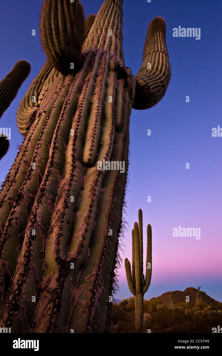 Riesigen Saguaros bei Sonnenaufgang. Usery Mountain Regional County Park. Arizona. Sonora-Wüste. Stockfoto