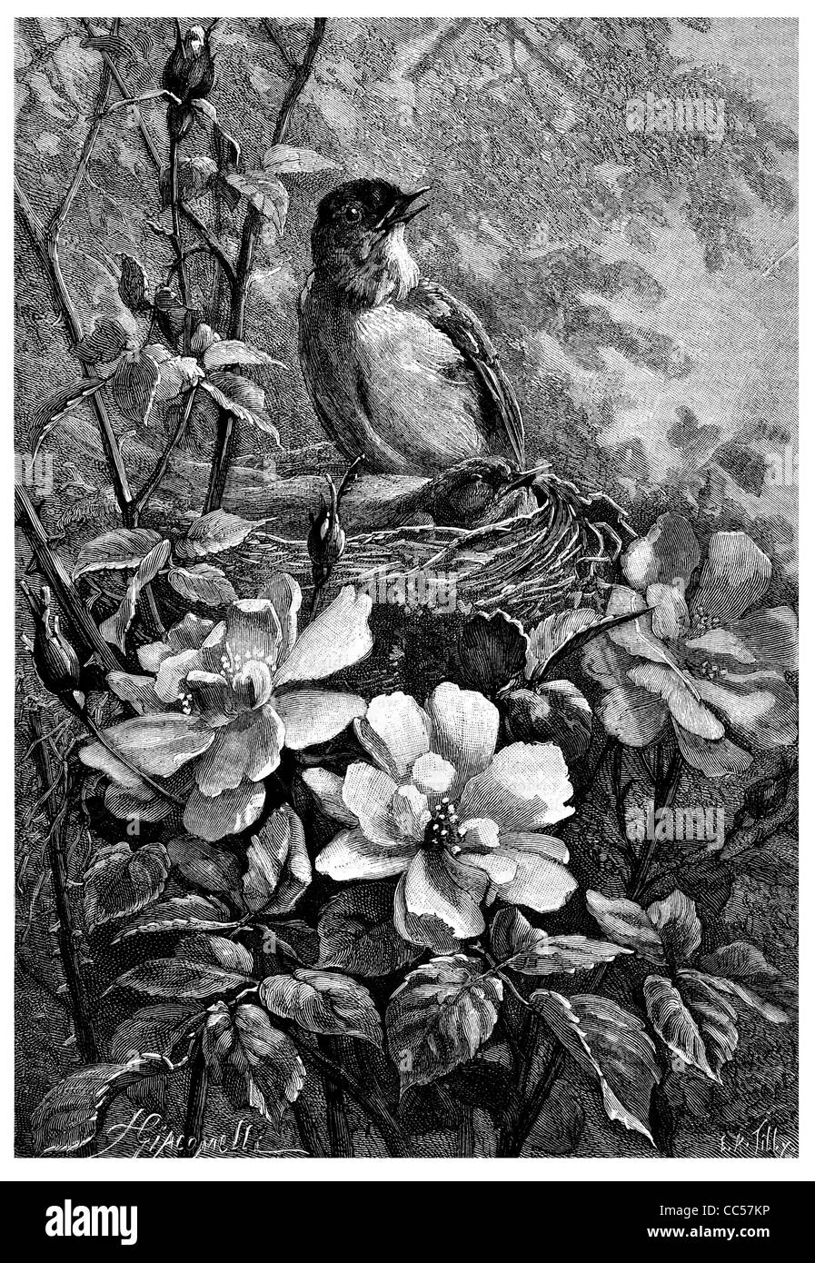 Garden Warbler Sylvia borin Stockfoto Garden Warbler Sylvia borin Stockfoto