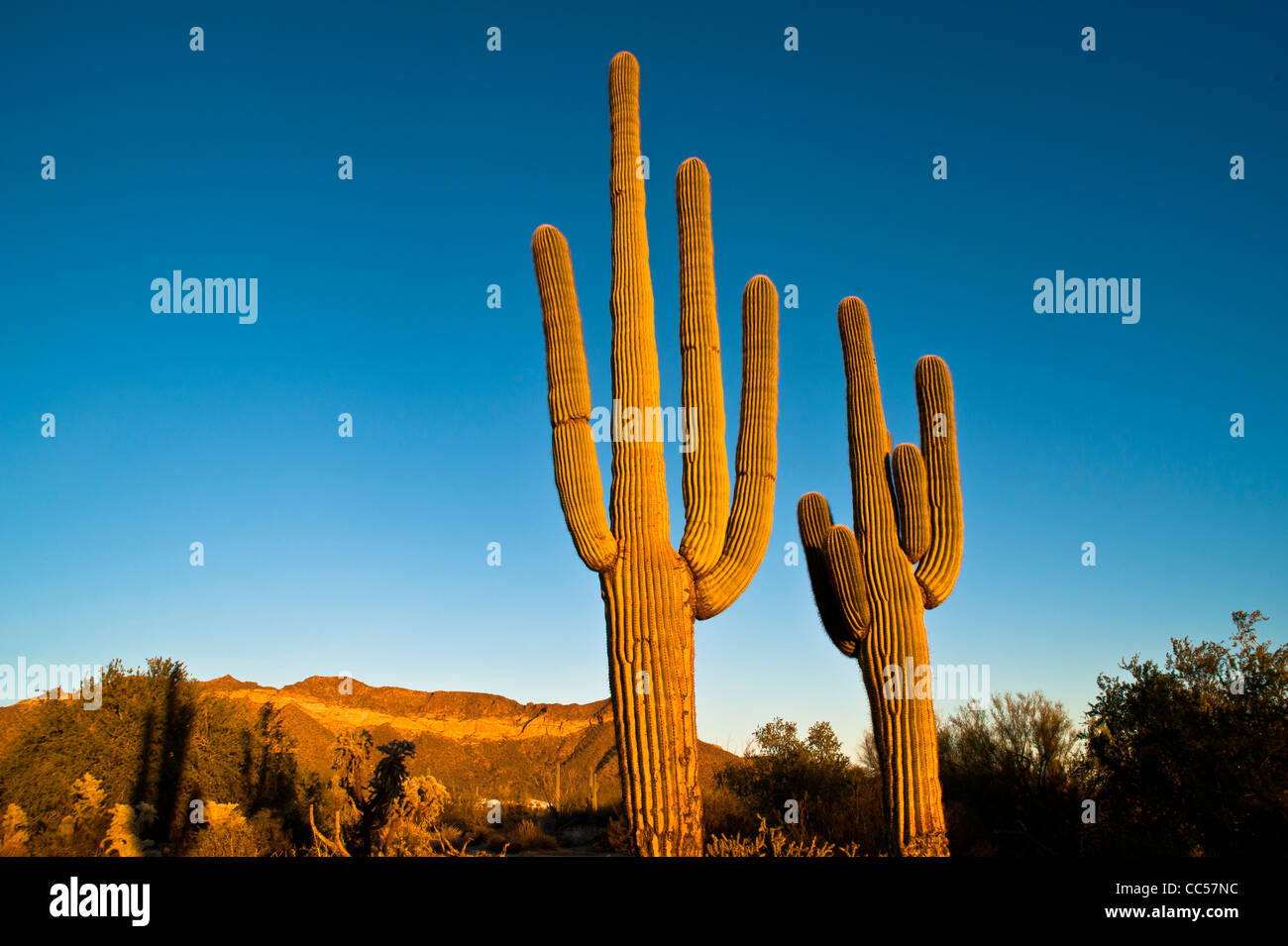 Riesigen Saguaros bei Sonnenaufgang. Usery Mountain Regional County Park. Arizona. Sonora-Wüste. Stockfoto